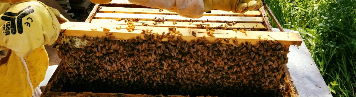 lega attrezzature per apicoltura